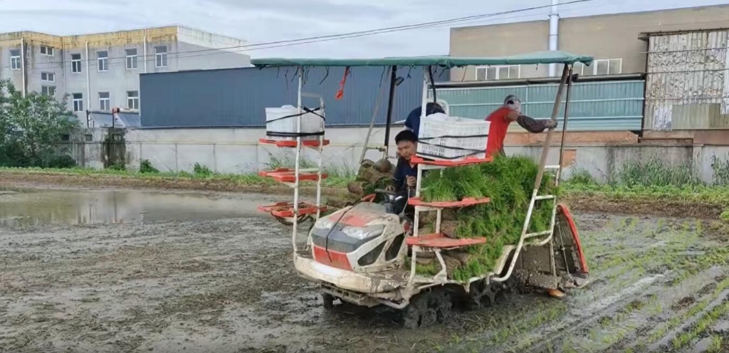 江苏靖江pp电子小8行杂交水稻作业中，效果效率都相当好